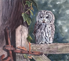 Owl by Jennifer Horn